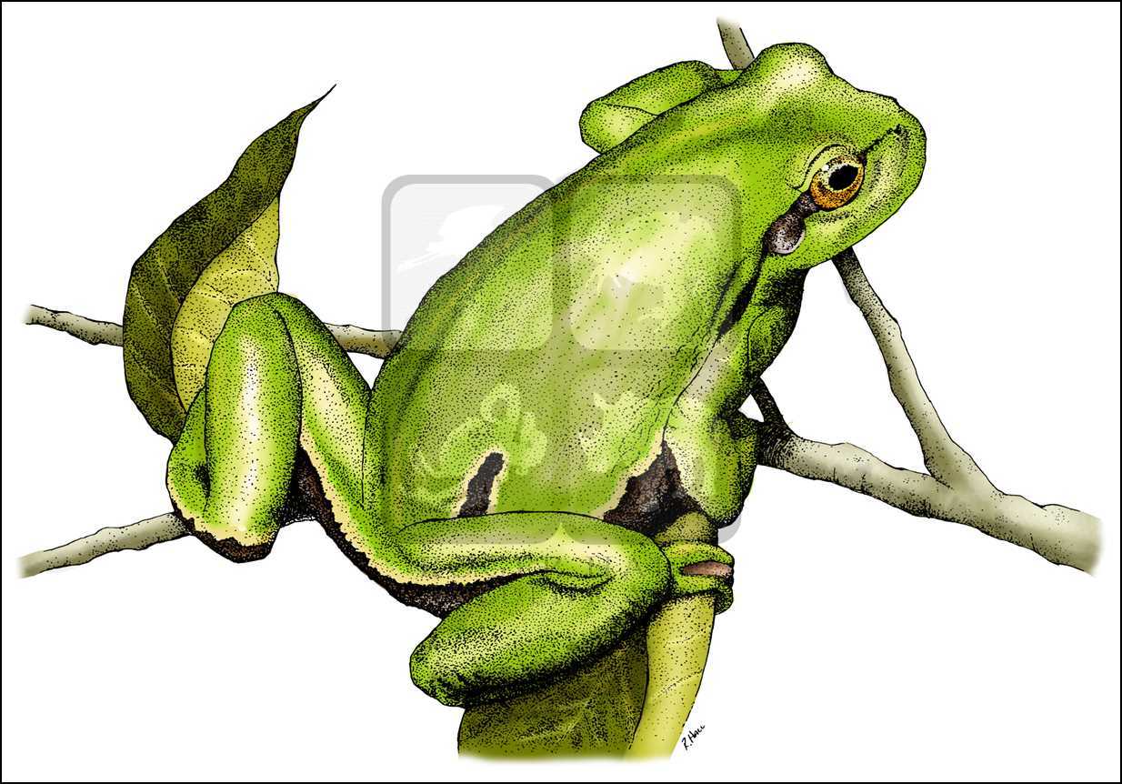 1234x862 Frog Sketch Pictures And Ideas On Stem Education Caucus - Green Tree Frog Drawing