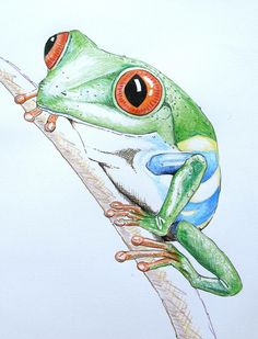 236x309 Best Sketches Of Frogs Images Frogs, Animal Drawings, Green - Green Tree Frog Drawing