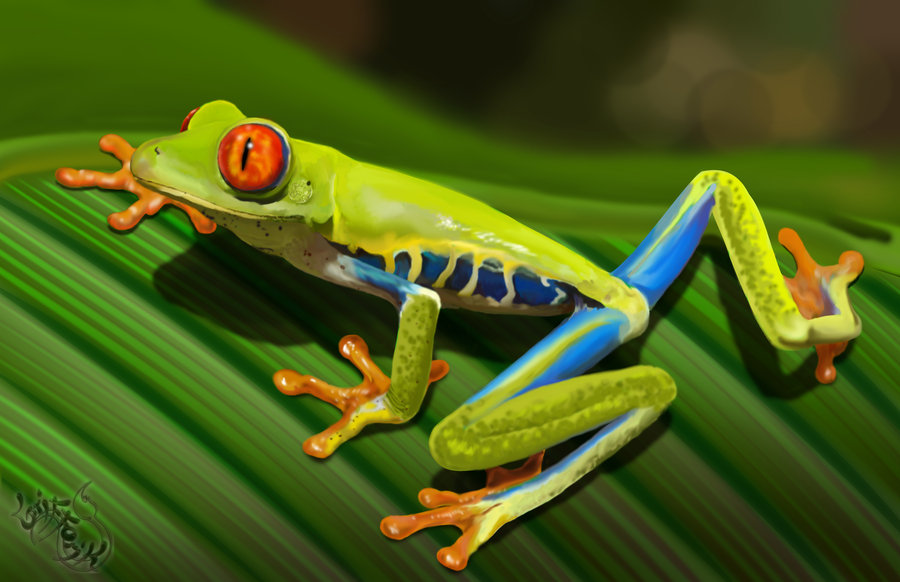 900x582 Tree Frog Drawings Hd Wallpaper, Background Images - Green Tree Frog Drawing