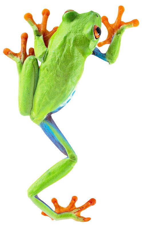 500x790 Red Eyed Tree Frog Costa Rica Frogs, Frogs And More Frogs Tree - Green Tree Frog Drawing