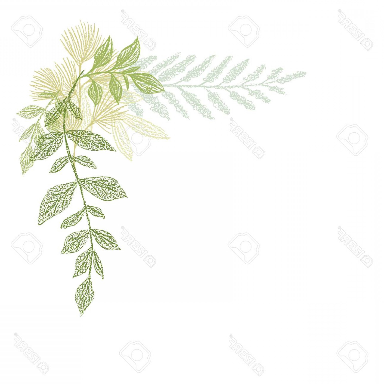 1560x1560 Photostock Vector Floral Hand Drawing Green Leaf Corner - Greenery Drawing