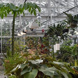 250x250 drawing in the greenhouse an introduction to s - Greenhouse Drawing