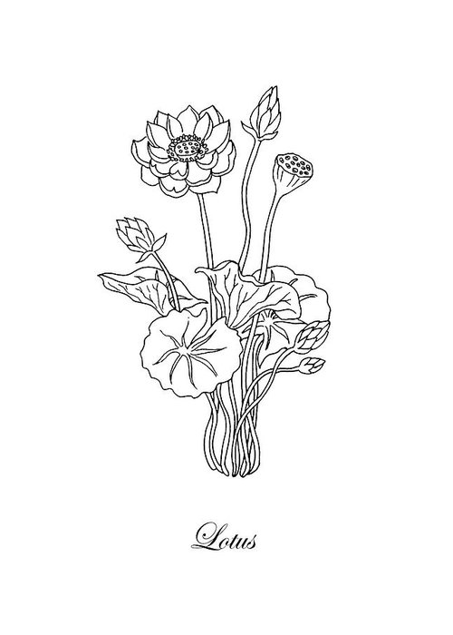 500x700 lotus flower botanical drawing black and white greeting card - Greeting Card Drawing