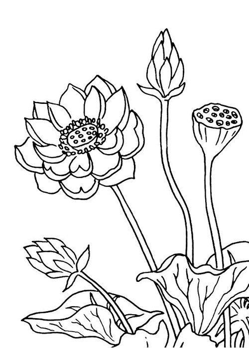 500x700 lotus flowers drawing greeting card for sale - Greeting Drawing