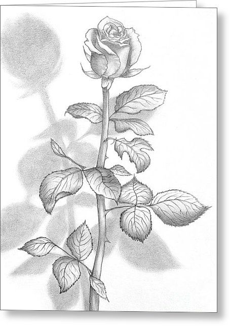 454x646 Pencil Drawing Of A Beautiful Rose Canvas Print Canvas Art - Greeting Drawing