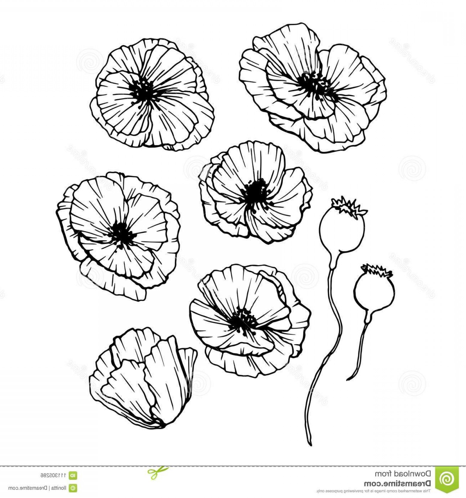 1560x1668 Poppies Flowers Hand Drawn Set Line Art Contour Drawing Style - Greeting Drawing