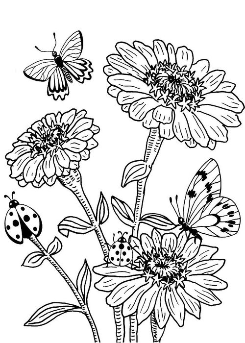 500x700 zinnia and butterflies drawing greeting card for sale - Greeting Drawing