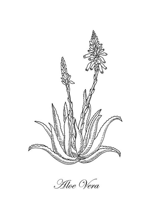 500x700 aloe vera botanical drawing greeting card for sale - Greeting Drawing