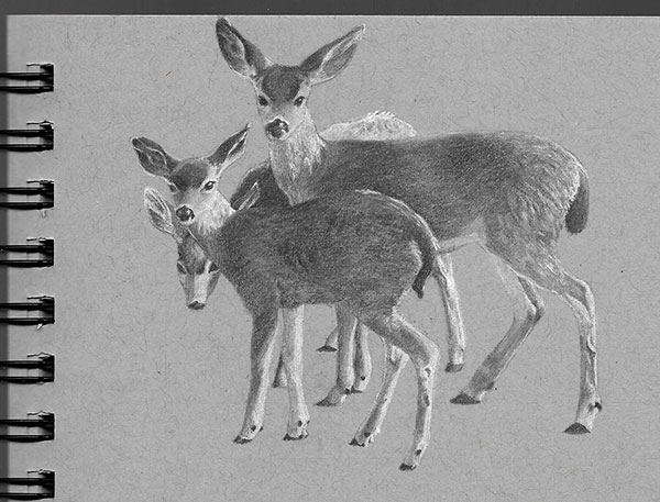 600x457 Grey Paper Deer Sketch Too Much White Paper - Grey Drawings