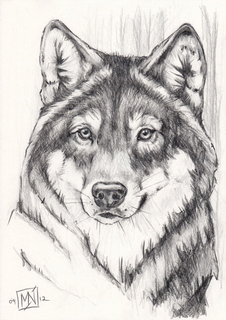 900x1273 Grey Wolf - Grey Drawings