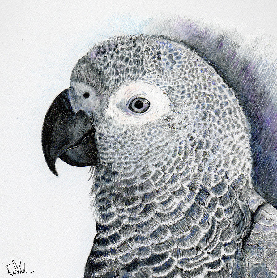 896x900 Sensitive African Grey Drawing - Grey Drawings