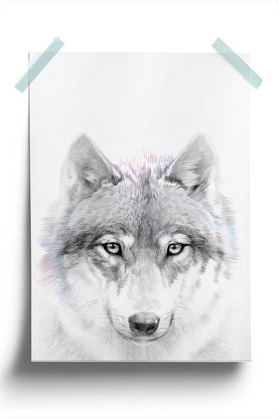 570x855 grey wolf head forest wall art, printable wilderness art print - Grey Wolf Drawing