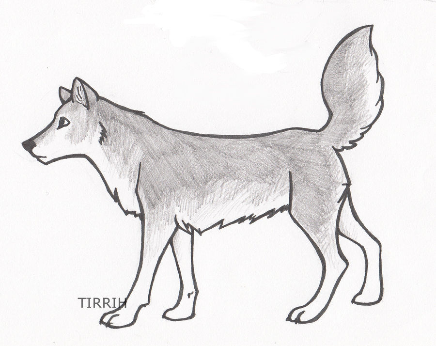 900x714 grey wolf howling drawing - Grey Wolf Drawing