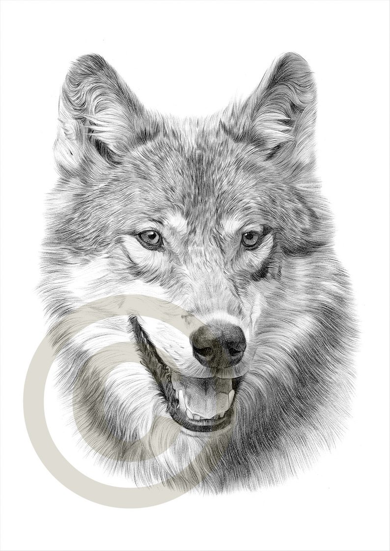 794x1123 grey wolf pencil drawing print wolf art artwork signed - Grey Wolf Drawing