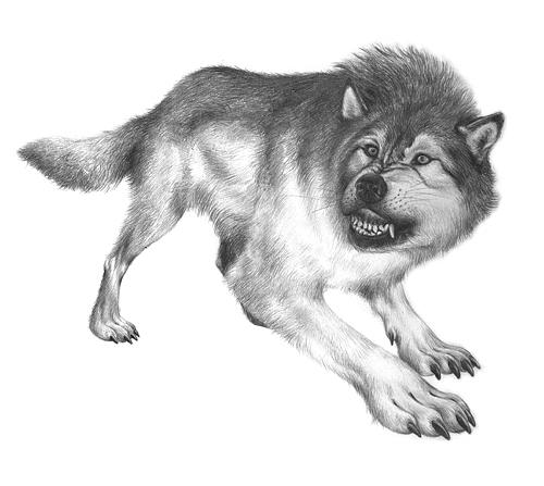 500x447 grey wolf drawing - Grey Wolf Drawing