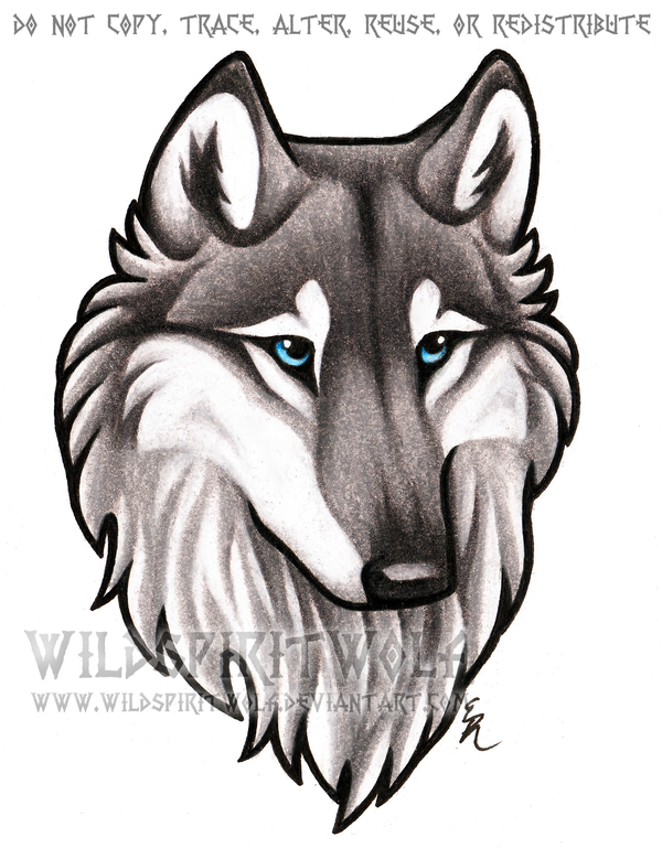 600x769 blue eyed grey wolf bust commission - Grey Wolf Drawing