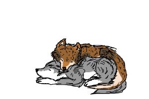 300x200 how to draw a red wolf and a grey wolf - Grey Wolf Drawing