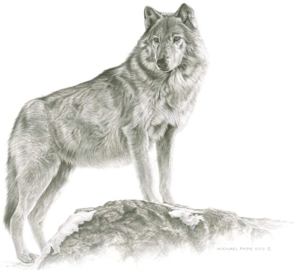963x882 Maikan - Grey Wolf Drawing