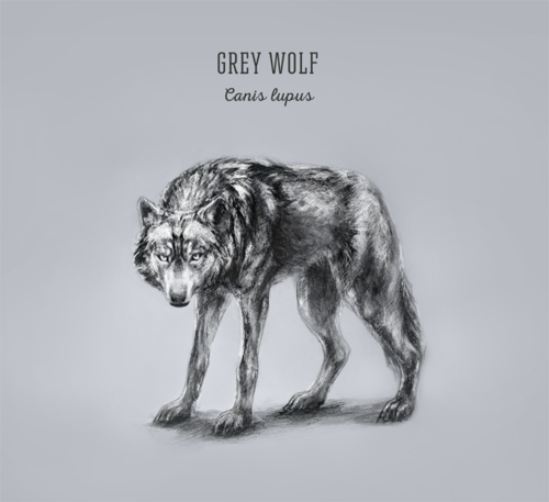 500x457 my new drawing, grey wolf on we heart it - Grey Wolf Drawing