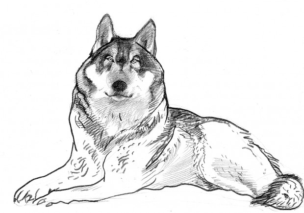 620x435 the grey wolf - Grey Wolf Drawing