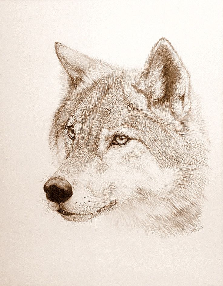 736x944 Thinking About Getting Two Wolf Tattoos On My Feet A White - Grey Wolf Drawing