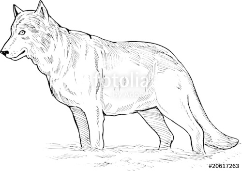500x353 grey wolf drawing stock image and royalty free vector - Grey Wolf Drawing