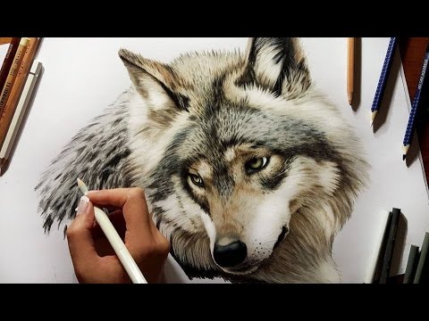480x360 colored pencil drawing grey wolf - Grey Wolf Drawing