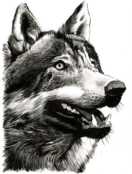 441x580 grey wolf - Grey Wolf Drawing