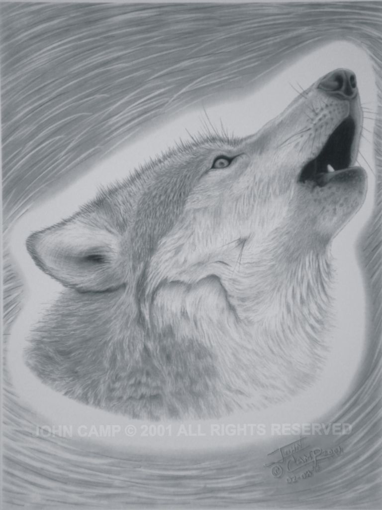768x1024 grey wolf john camp foundmyself - Grey Wolf Drawing