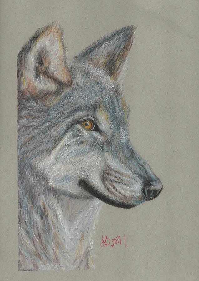 636x900 grey wolf drawing - Grey Wolf Drawing