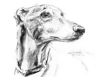 340x270 Greyhound Drawing Etsy - Greyhound Drawing