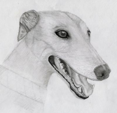 400x386 Greyhound - Greyhound Drawing