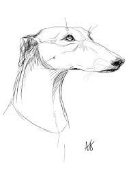 192x262 Image Result For Greyhound Face Drawing Animal Drawings Animal - Greyhound Drawing