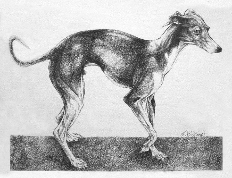 900x691 Italian Greyhound Drawing - Greyhound Drawing