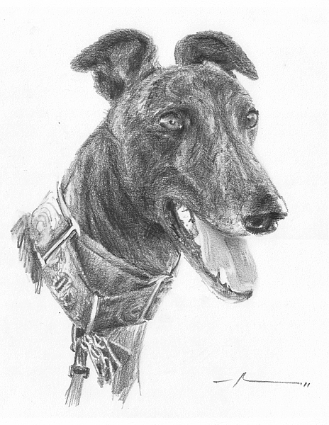 464x600 Greyhound Drawing - Greyhound Drawing