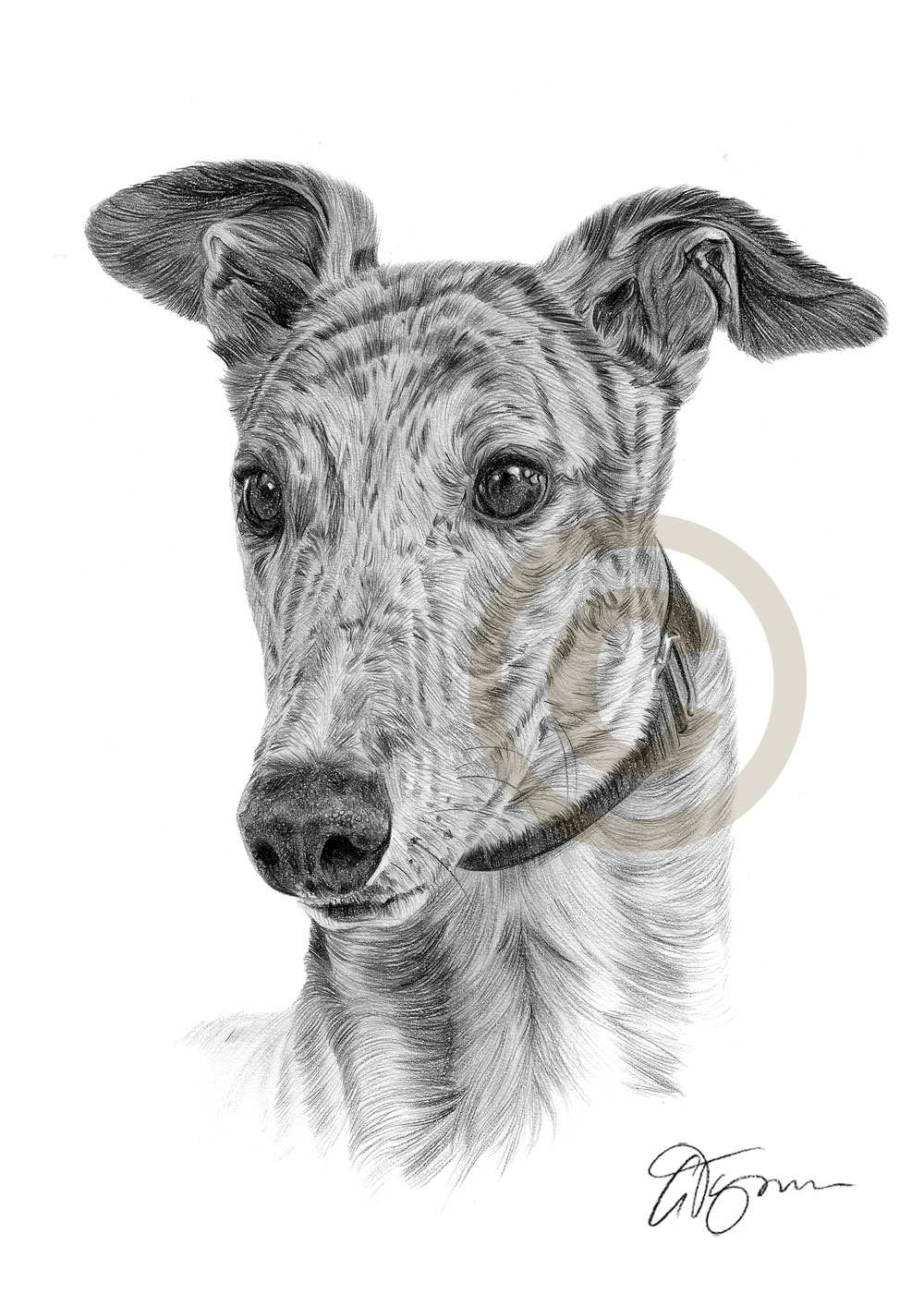 1000x1414 Greyhound Pencil Drawing Artwork Size - Greyhound Drawing