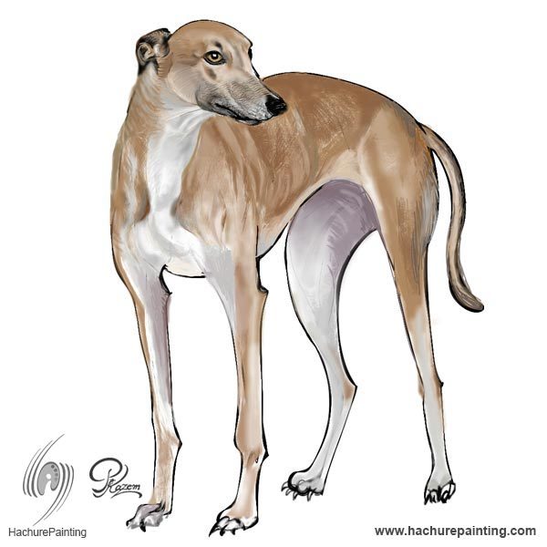 600x600 Greyhound Dog, Drawing From The View Tutorial - Greyhound Drawing