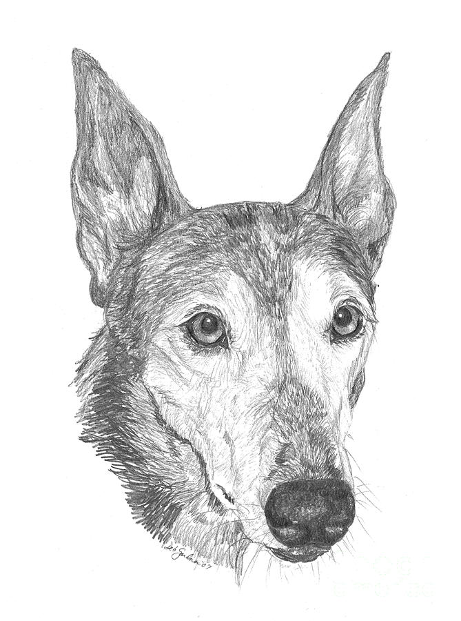 669x900 Greyhound Drawing - Greyhound Drawing