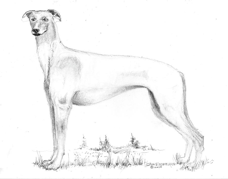 Greyhound Drawing at Explore collection of