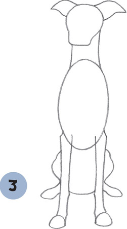 251x452 italian greyhound - Greyhound Line Drawing