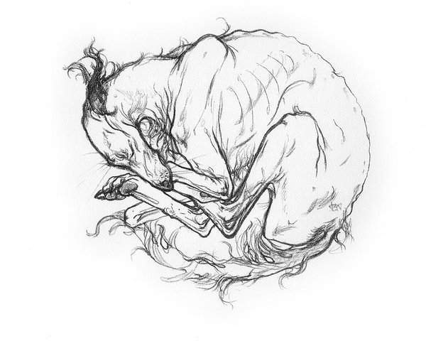 600x480 sleeping greyhound poster - Greyhound Line Drawing