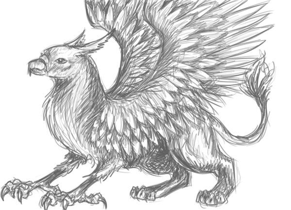 600x434 griffin drawings grey griffin - Griffin Drawing