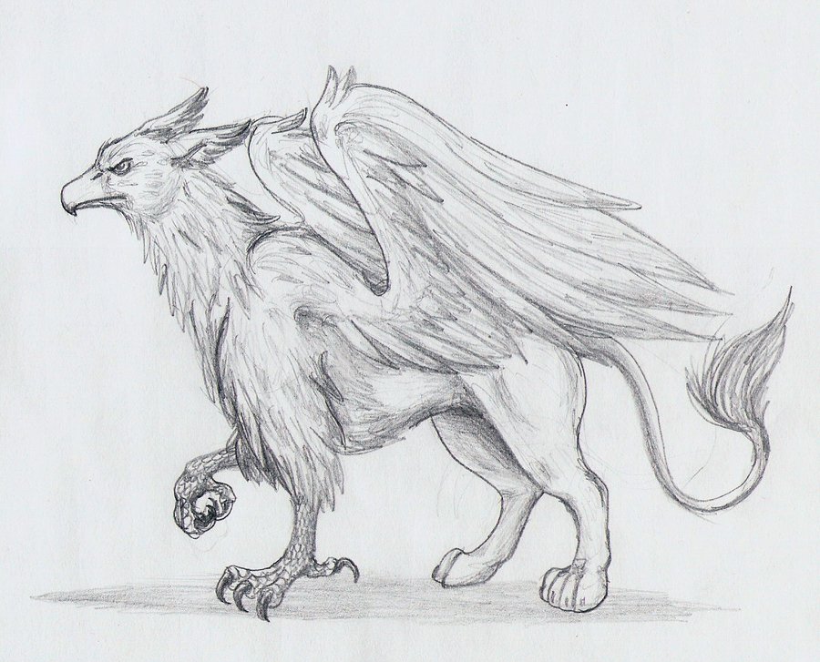 900x727 griffin drawing professional for free download - Griffin Drawing