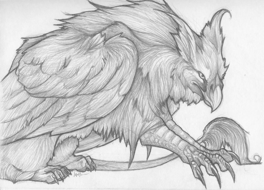 844x608 Griffin Drawing Free Download - Griffon Drawing