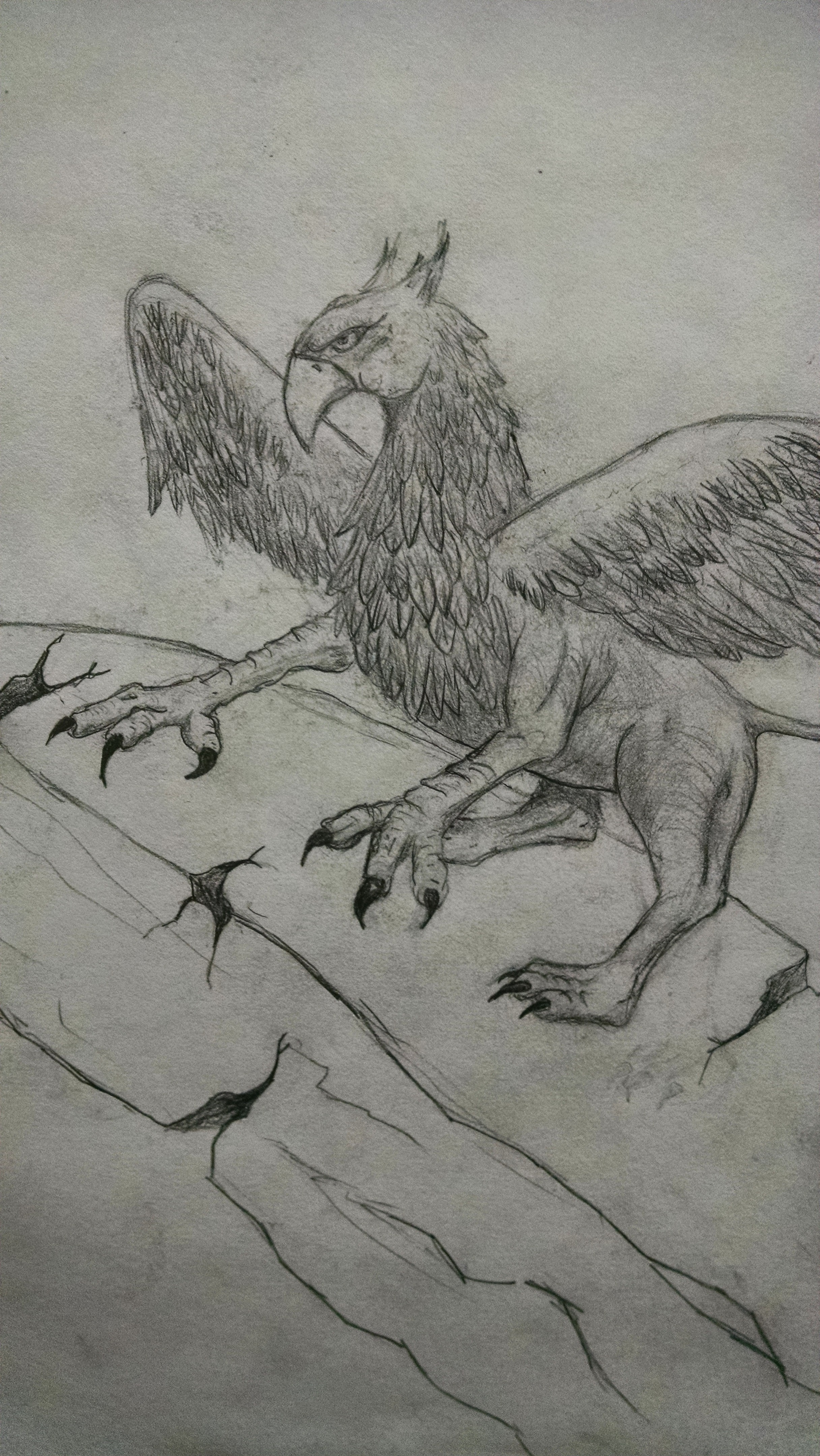 2432x4320 Griffon Drawing, Pencil On Paper Nerdtastic - Griffon Drawing