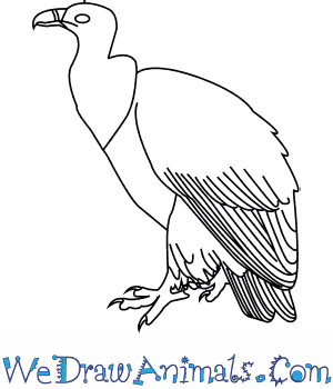 300x350 how to draw a griffon vulture - Griffon Drawing