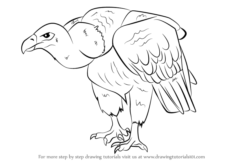 800x566 learn how to draw a griffon vulture - Griffon Drawing