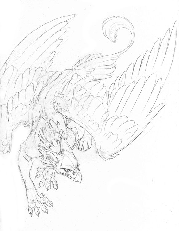 583x750 Griffin Tattoo, Would Be Sweet Incorporated Into A Sleeve - Griffon Drawing