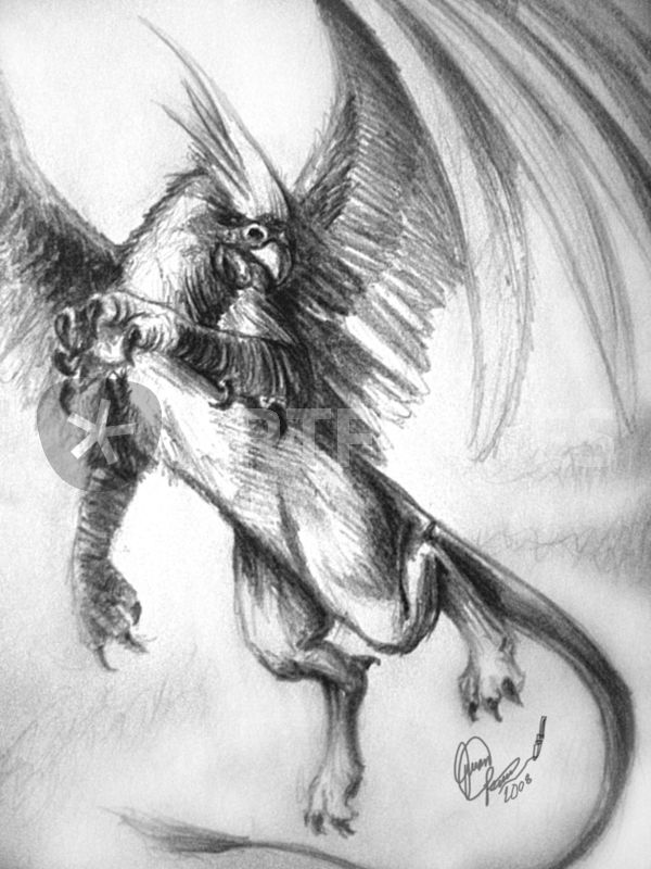 600x800 Cock Teal Griffon Drawing Art Prints And Posters - Griffon Drawing