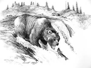 300x225 grizzly bear fishing quality pencil drawing artist signature never - Grizzly Bear Drawing